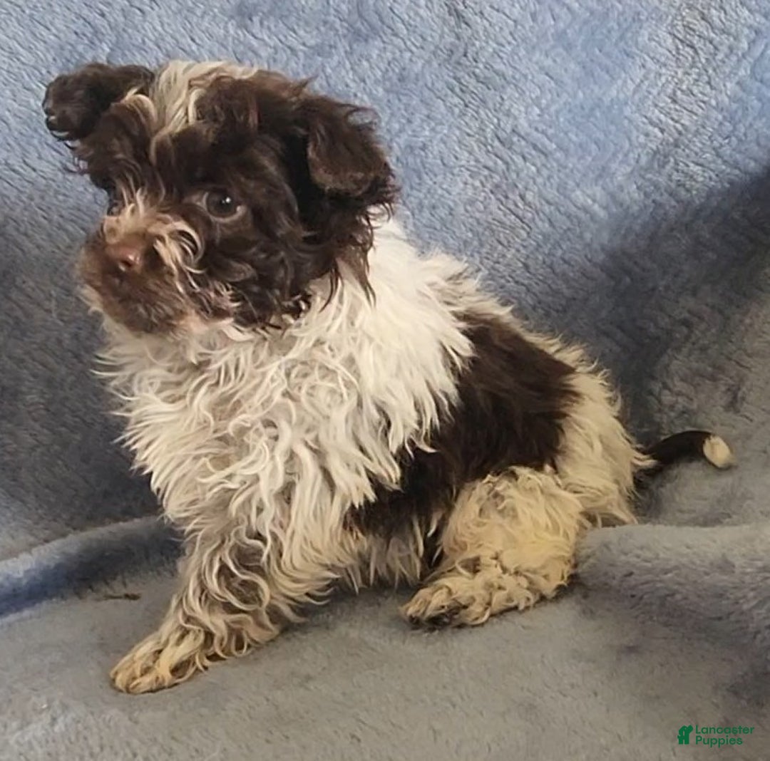 Shihpoo dogs for sale: Ace - Ad 3