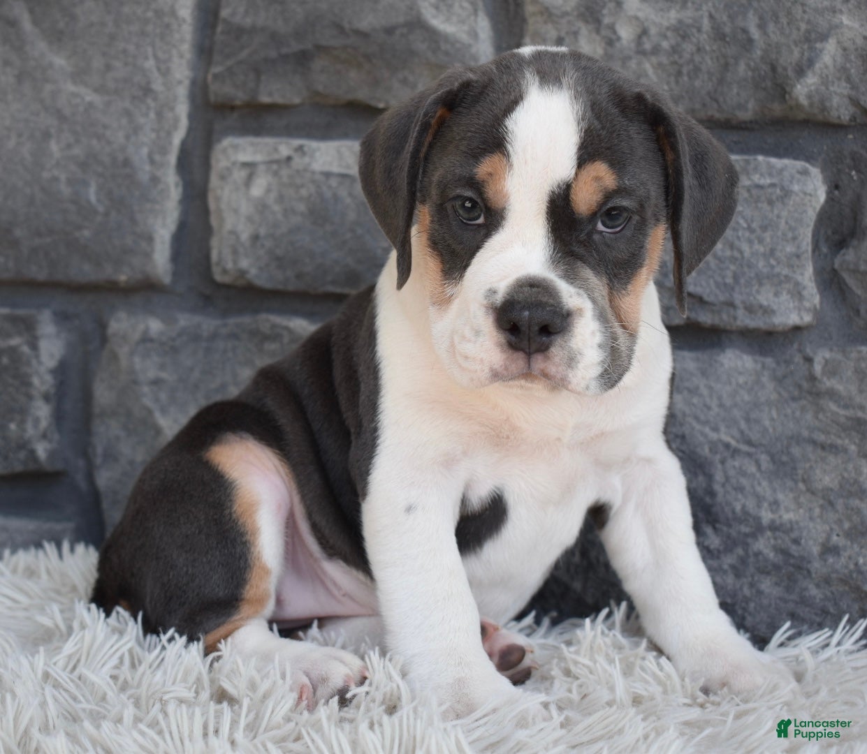 Beabull dogs Biscuit  - Ad 1
