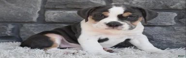 Biscuit 