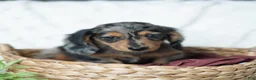Miniature Dachshund dogs for sale: Pumpkin 🤎 - Ad 4