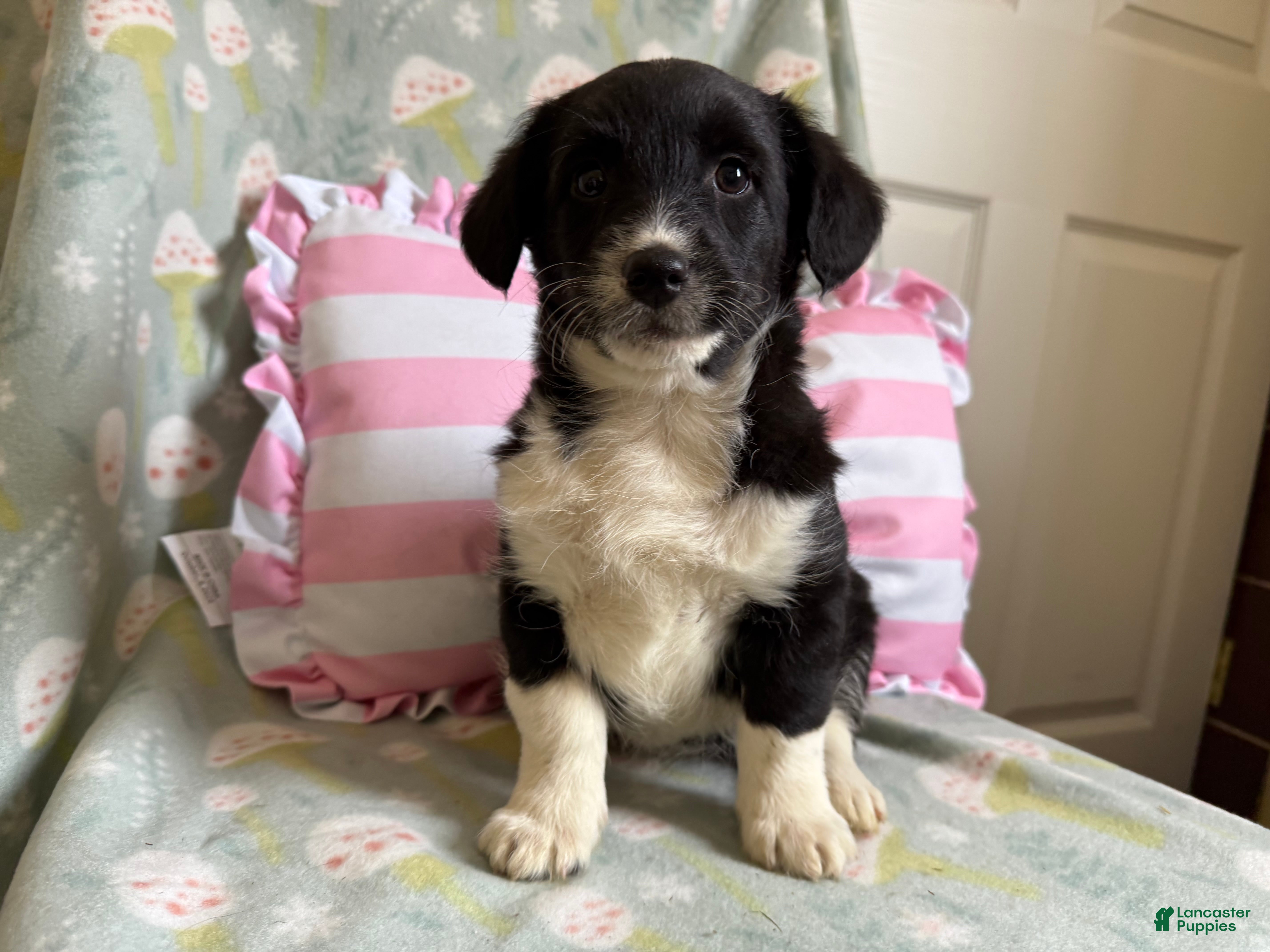 Mixed Breed dogs Arden - Ad 1