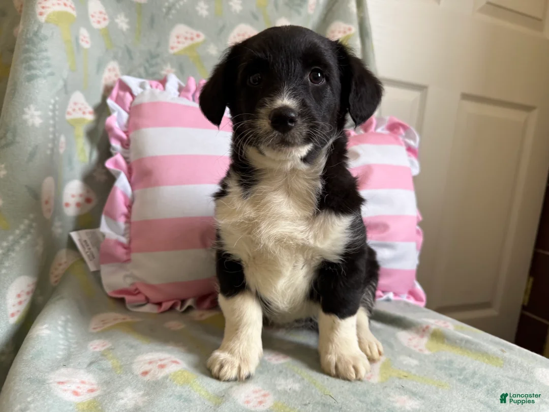 Mixed Breed dogs for sale: Arden - Ad 1