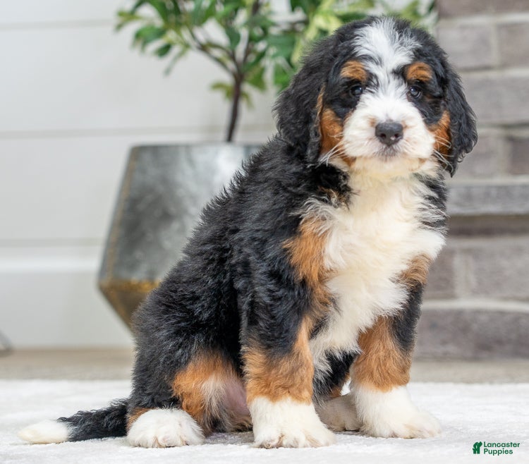 Bernese Mountain Dog dogs Tori - Ad 23