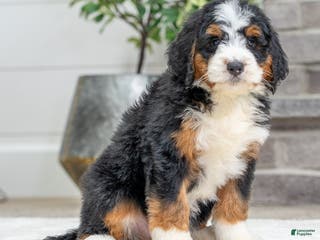 Bernese Mountain Dog dogs Tori - Ad 23