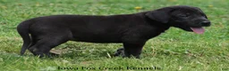 Great Dane dogs for sale: MIlo - Ad 2