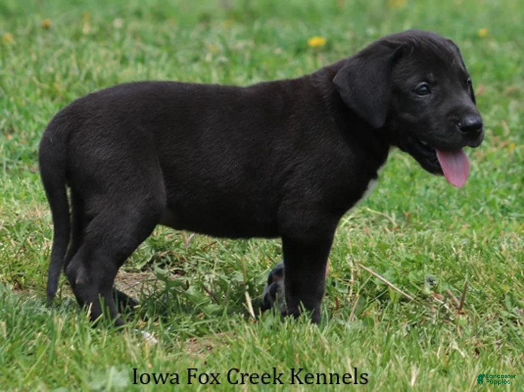 Great Dane dogs for sale: MIlo - Ad 2