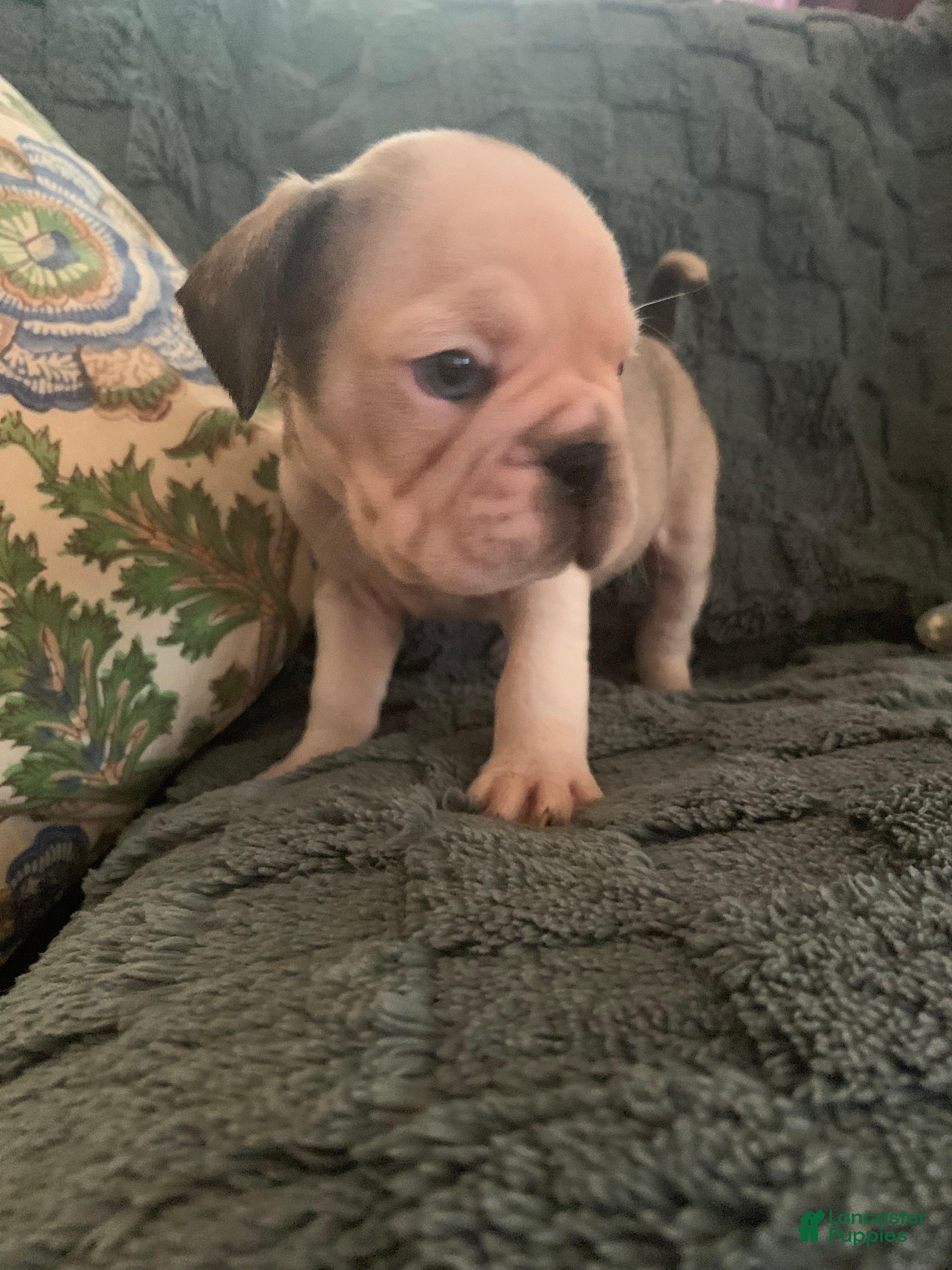 Frug dogs Snoopy - Ad 3