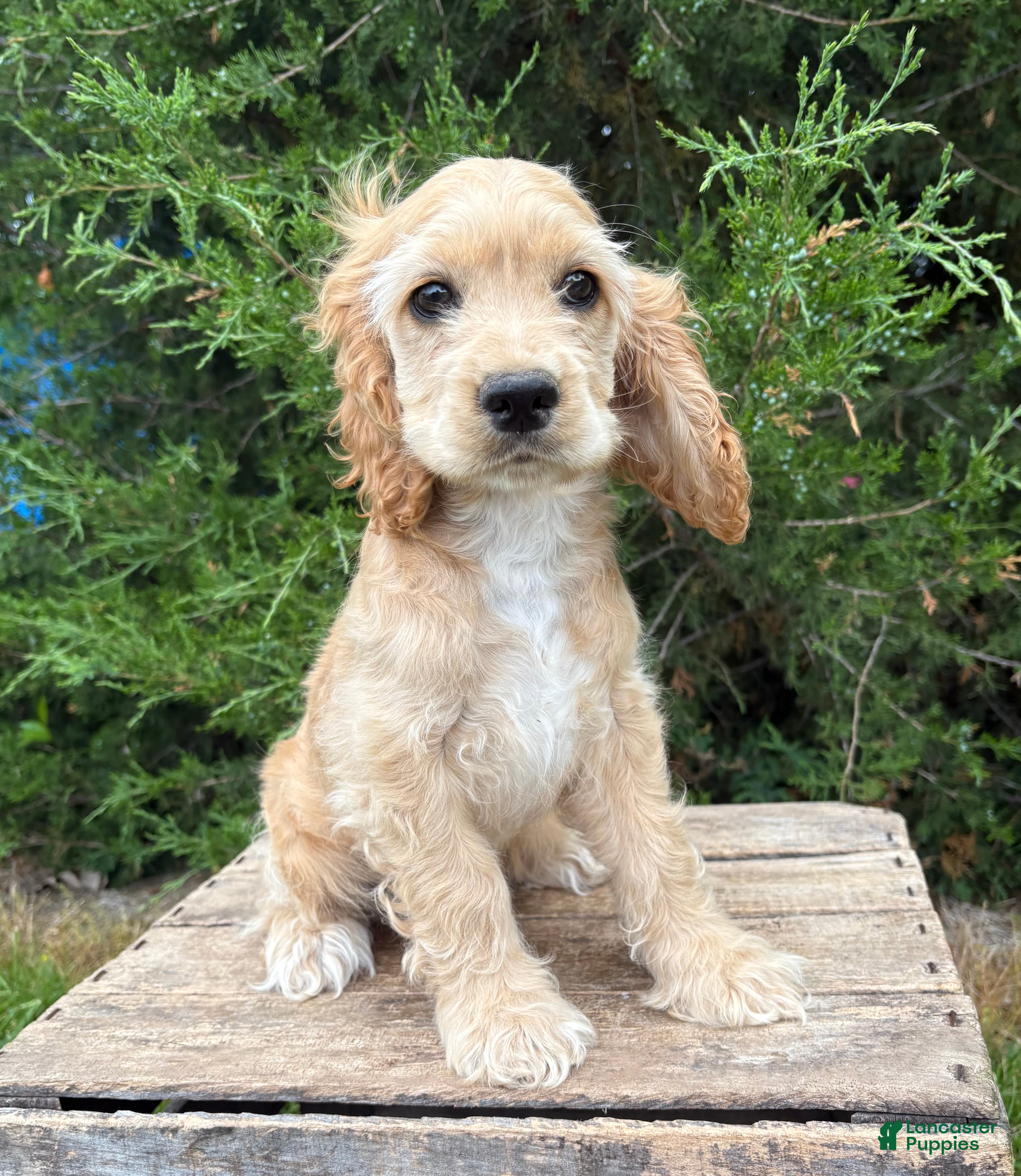 Cocker Spaniel dogs Jimmy - Ad 1