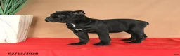 Cane Corso dogs for sale: Marigold - Ad 3