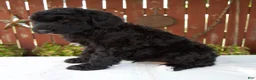 Giant Schnoodle dogs for sale: Matthias - Ad 4