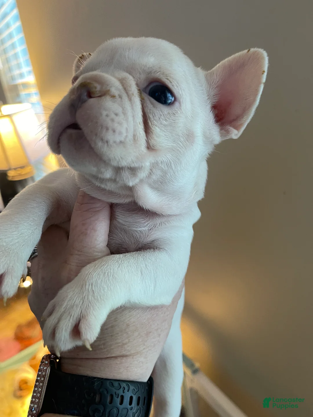 French Bulldog dogs for sale: French Bulldog Puppy 6 - Ad 2