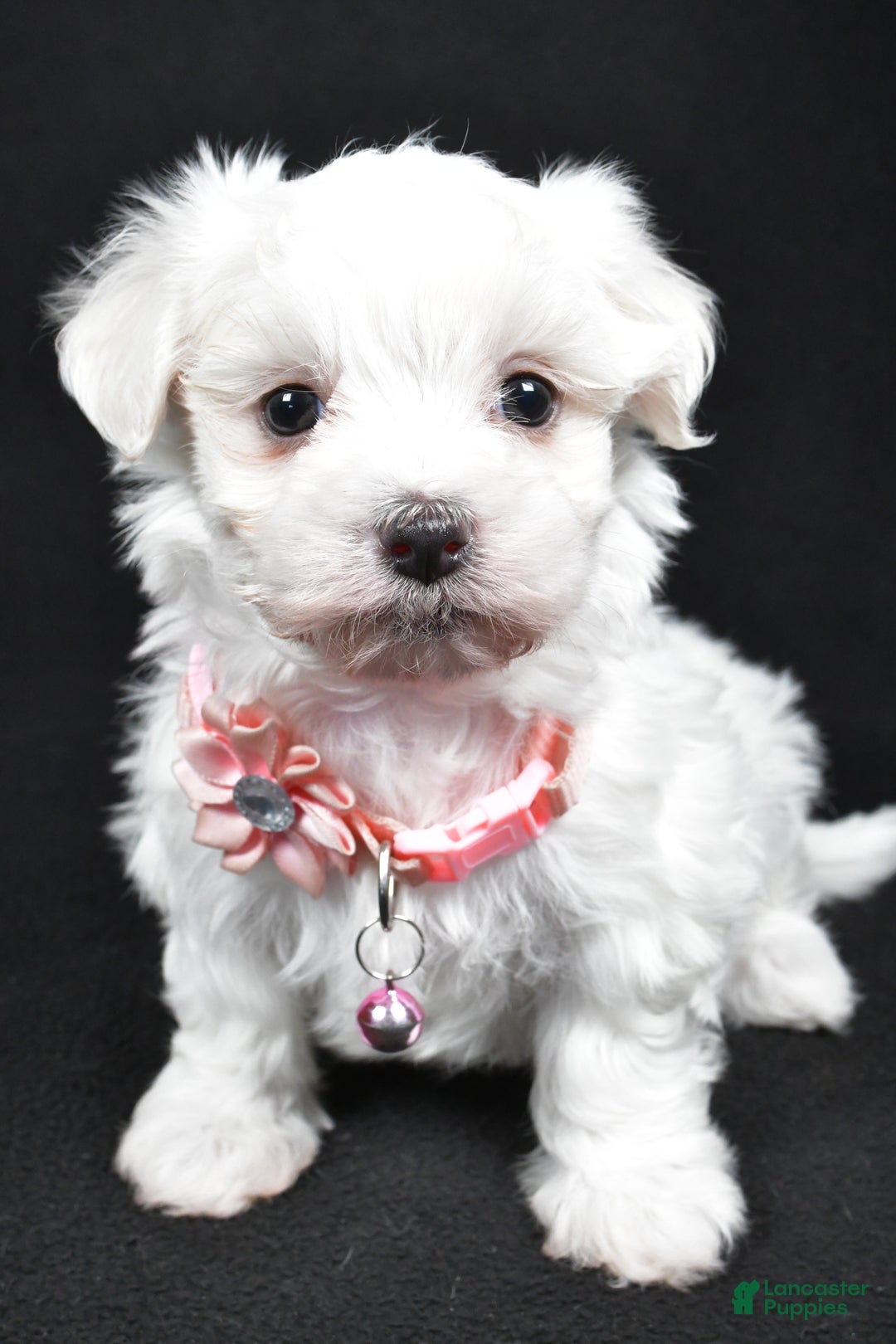 Maltese dogs for sale: Karma - Ad 9