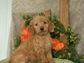 Mini Goldendoodle dogs for sale: Holly - Ad 2