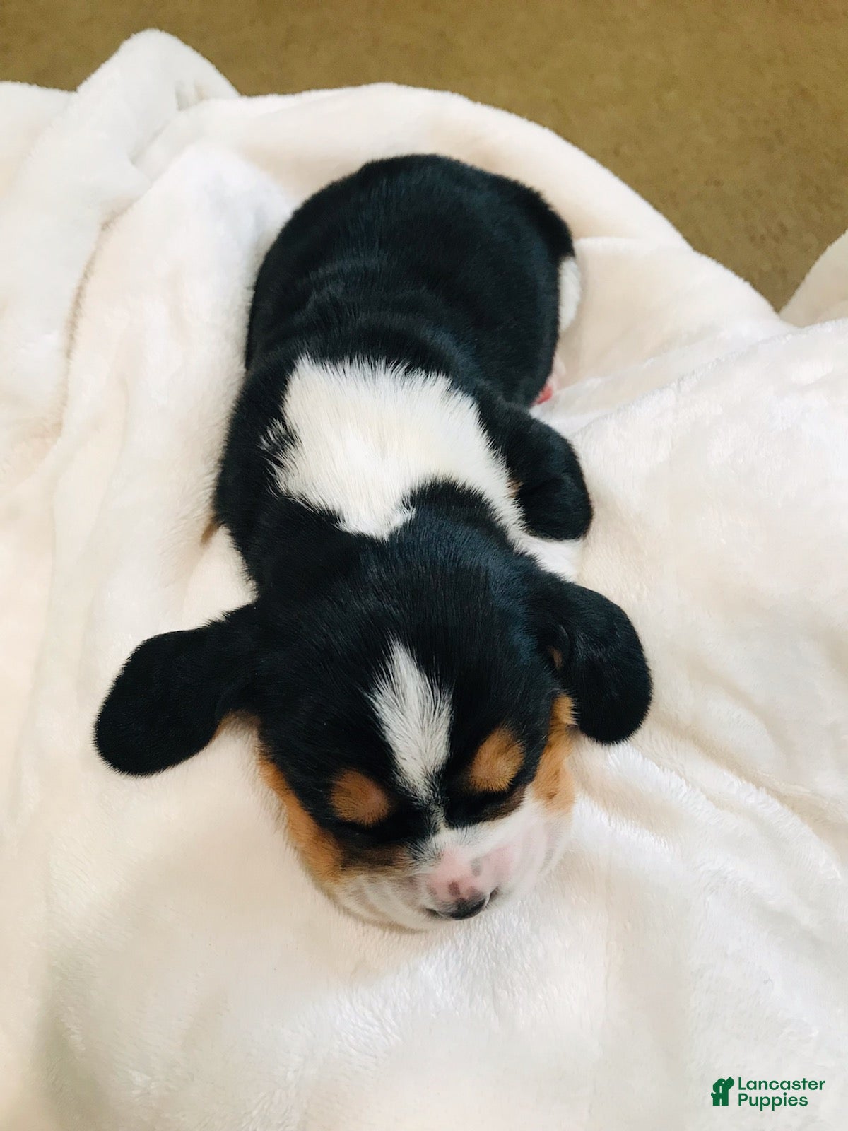 Basset Hound dogs Jewel-Female - Ad 2