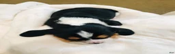 Basset Hound dogs for sale: Jewel-Female - Ad 2