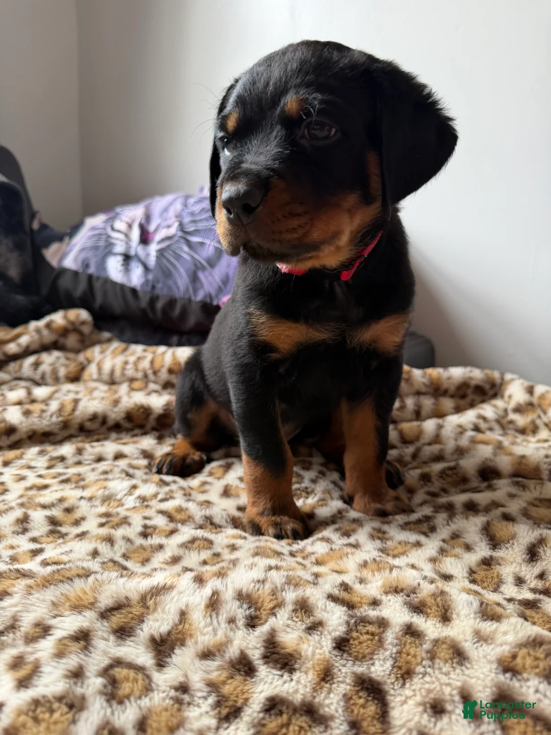 Rottweiler dogs for sale: Red  - Ad 1