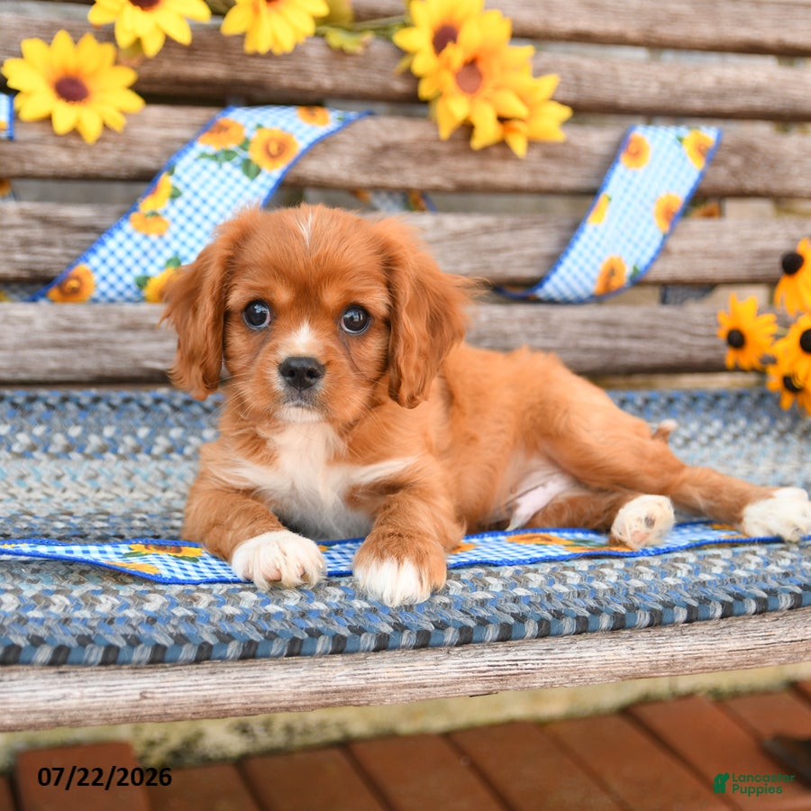 Cavalier King Charles Spaniel dogs Teddy - Ad 2