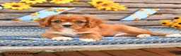 Cavalier King Charles Spaniel dogs for sale: Teddy - Ad 2