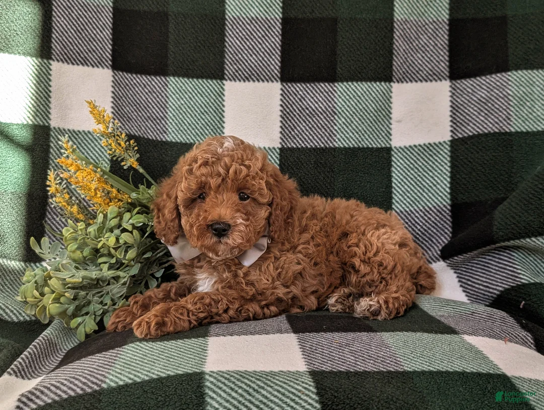 Miniature Poodle dogs for sale: Dannie 10 lbs FUll Grown - Ad 5