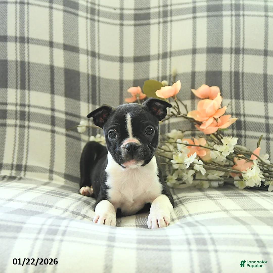 Boston Terrier dogs for sale: Jack  - Ad 2