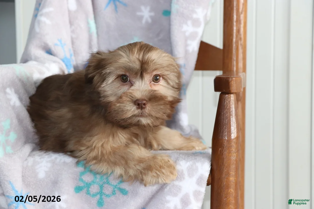 Shorkie dogs for sale: Lulu - Ad 4