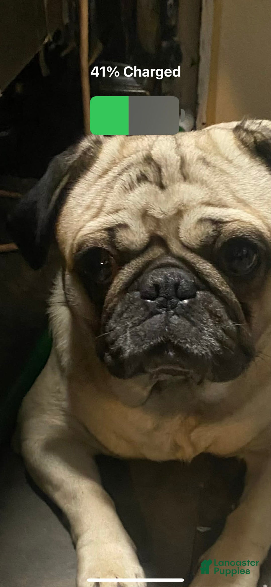 Pug dogs for sale: Takara - Ad 2