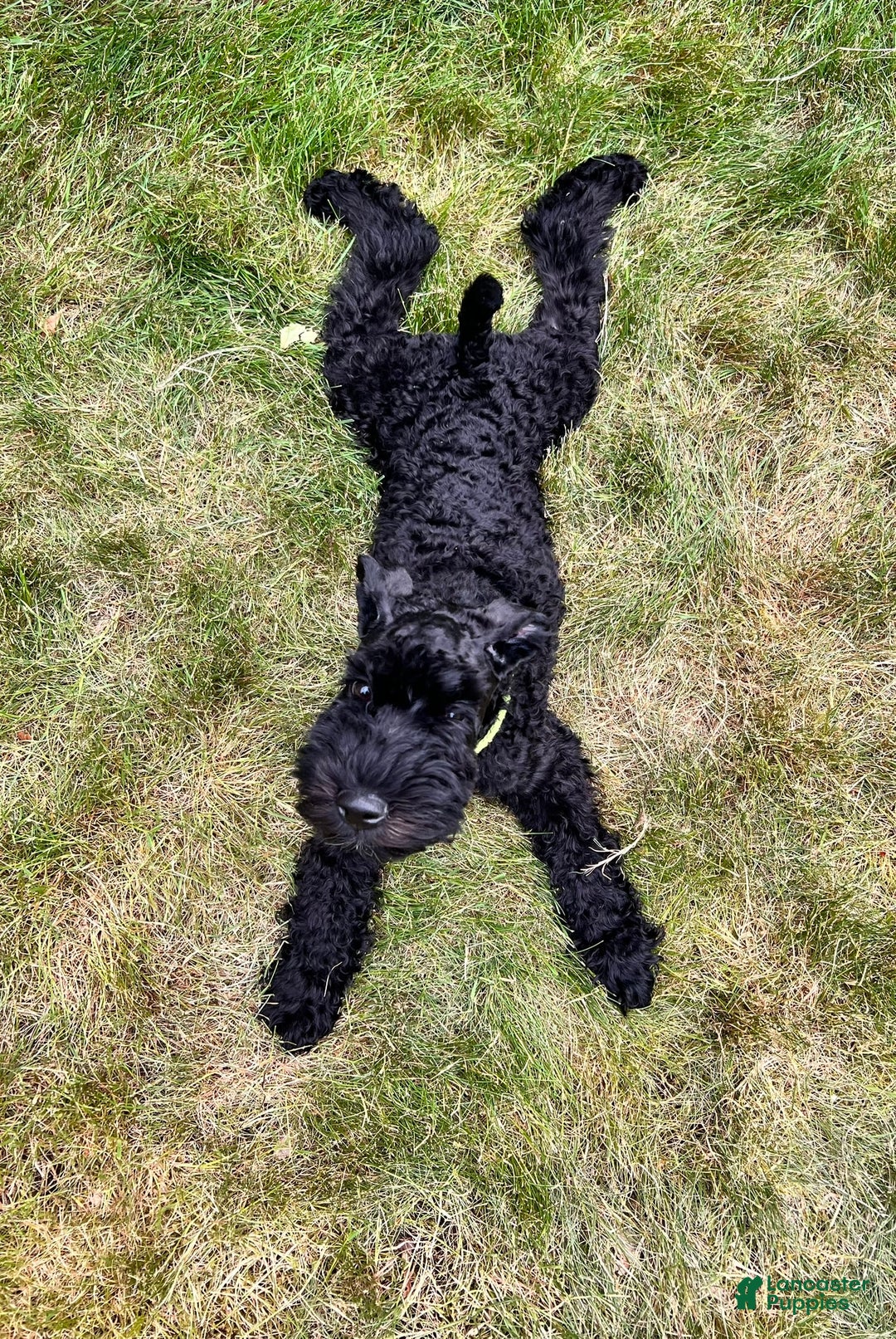 Gallery Image {{count}}