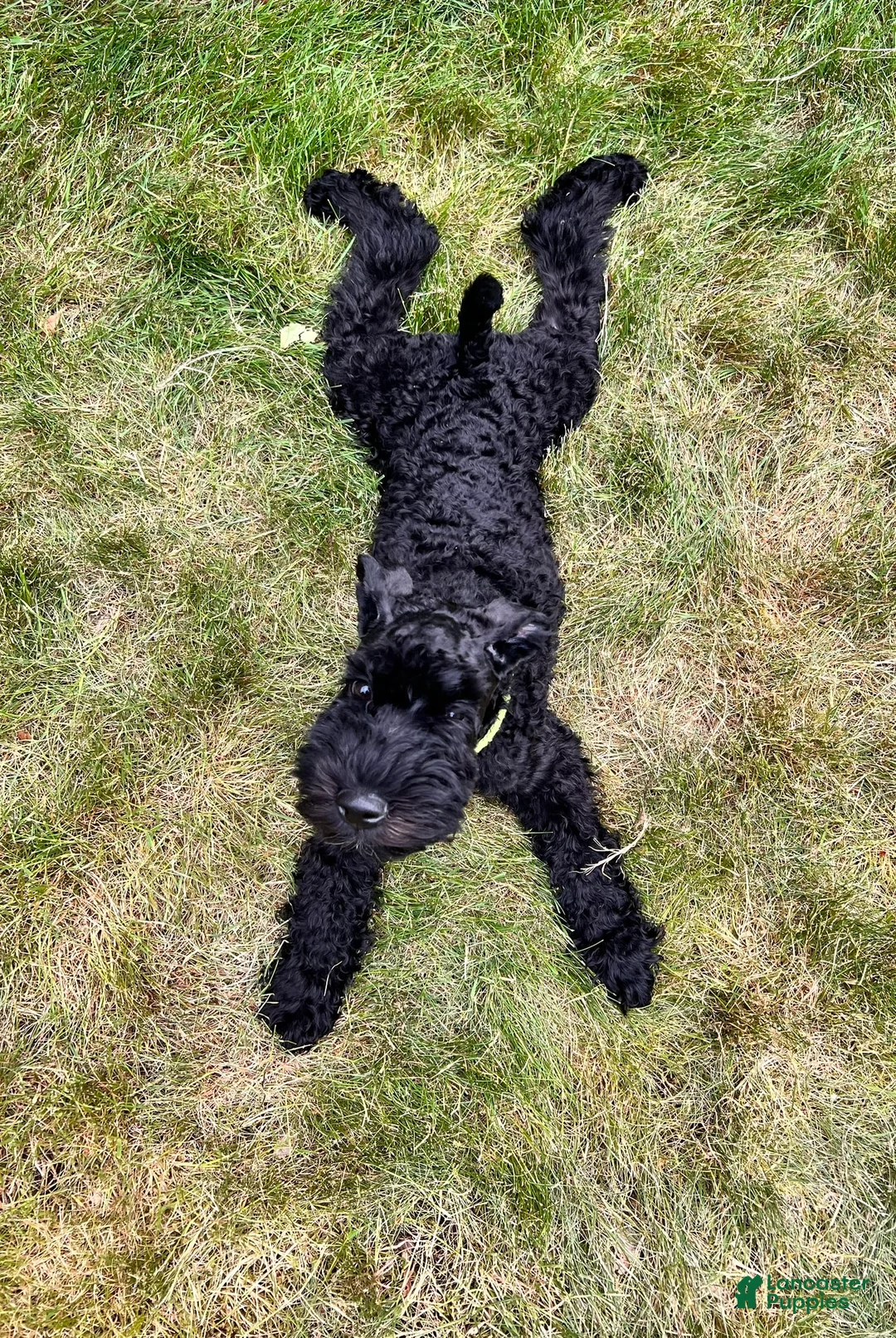 Gallery Image {{count}}