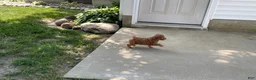 Mini Goldendoodle dogs for sale: Mindy Mini Goldendoodle  - Ad 10