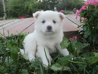 American Eskimo dogs Carlton - Ad 8
