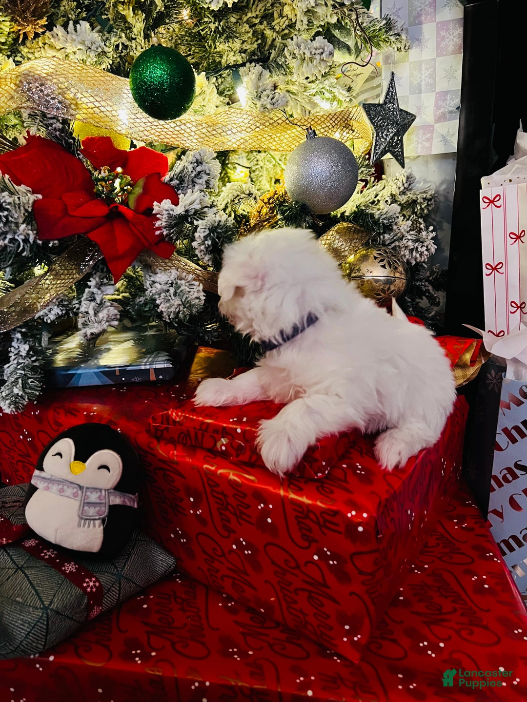 Maltese dogs for sale: Ribbons - Ad 6