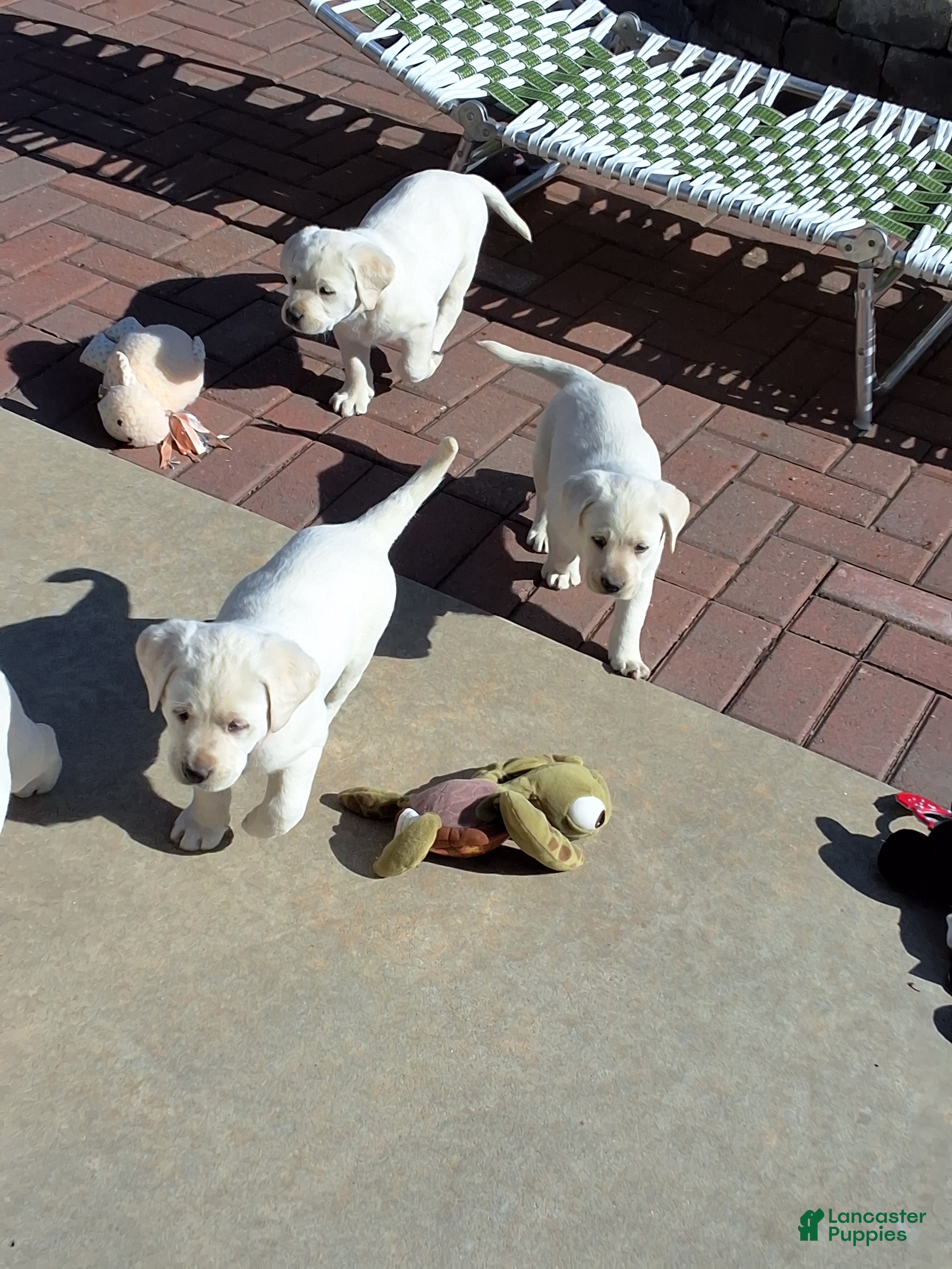 Labrador Retriever dogs Tank  - Ad 2