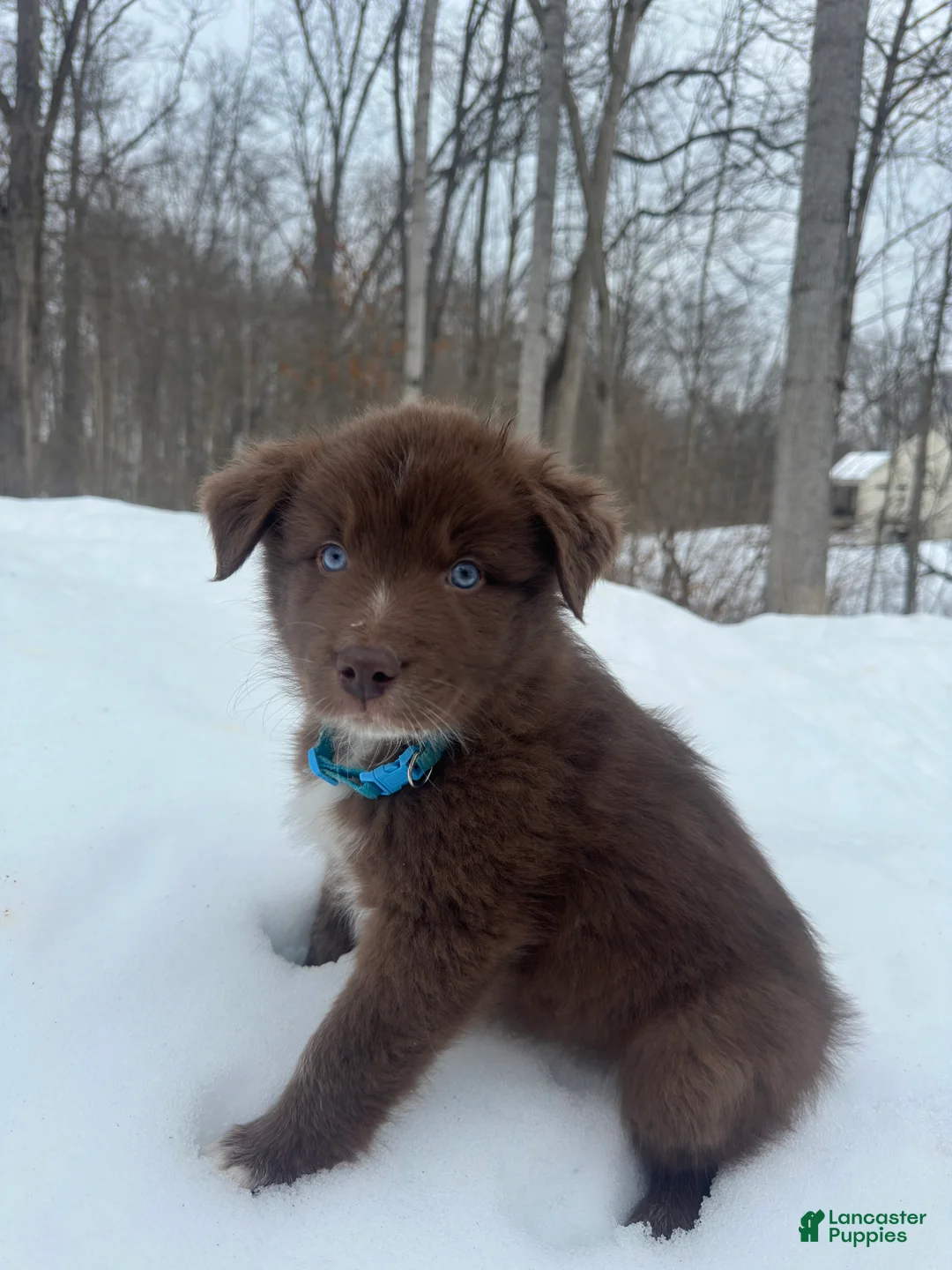 Miniature Australian Shepherd dogs for sale: Willie - Ad 1