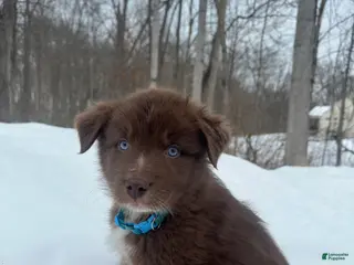 Miniature Australian Shepherd dogs Willie - Ad 19