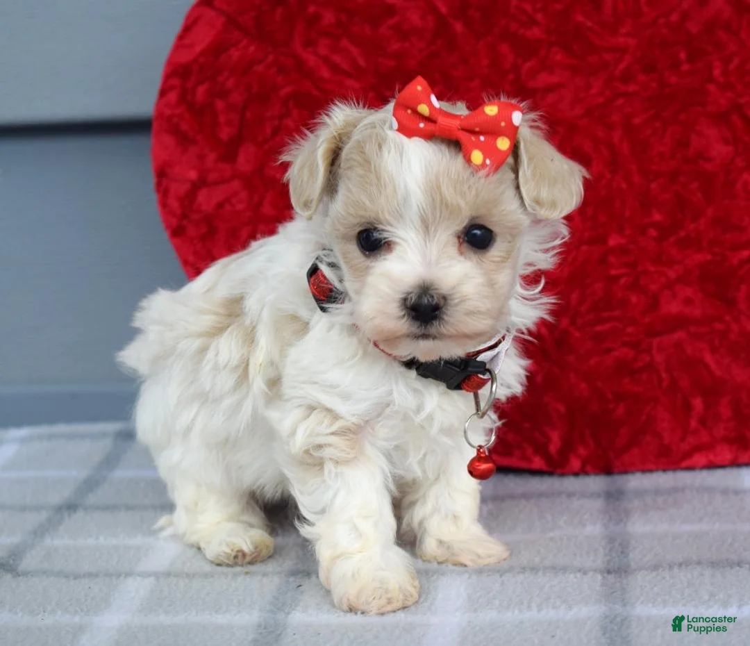 Maltipoo dogs for sale: Cora - Ad 10