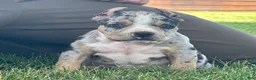 American Bully dogs for sale: Havoc - Ad 5