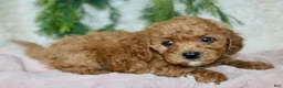 Cavapoo dogs for sale: Cavapoo 6 - Ad 3