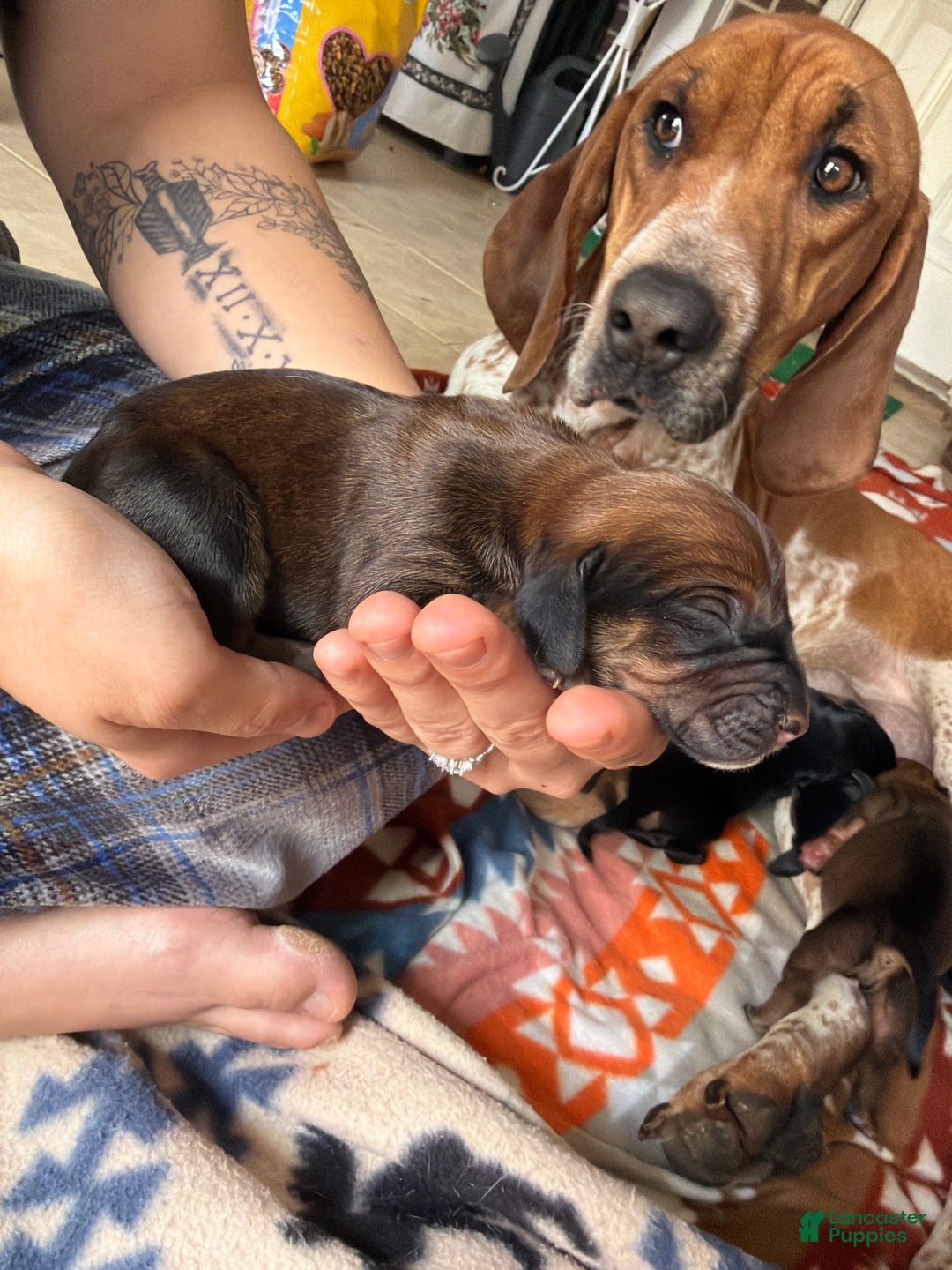 Mixed Breed dogs for sale: Boh - Ad 1