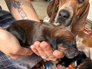 Mixed Breed dogs Boh - Ad 2