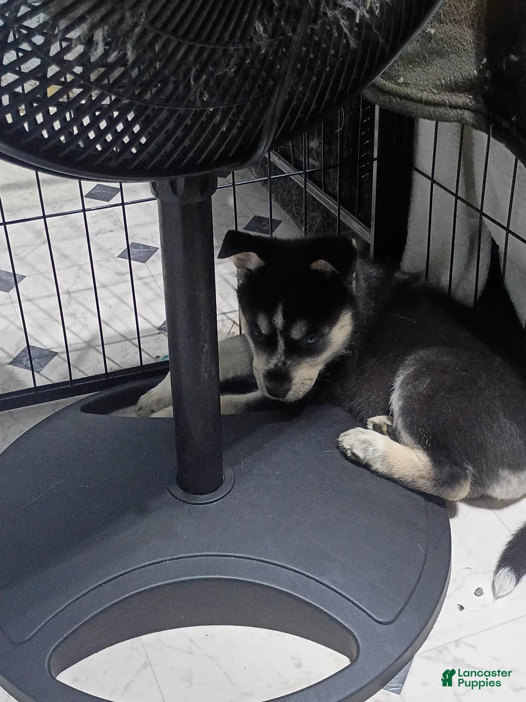 Siberian Husky dogs for sale: Yellow Collar 1st Born - Temp Name is Sunny - Ad 2