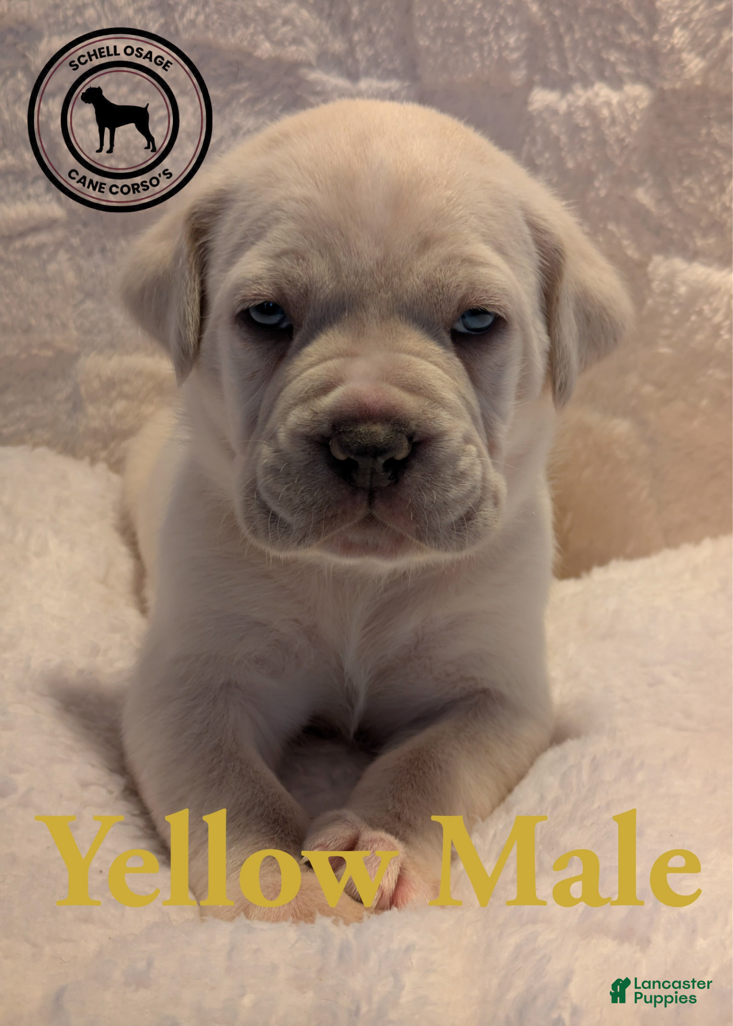 Cane Corso dogs Yellow  - Ad 32