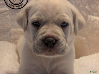 Cane Corso dogs Yellow - Ad 32