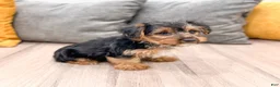 Yorkshire Terrier dogs for sale: Ivy - Ad 5