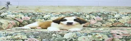 Saint Bernard dogs for sale: Bernie - Ad 3