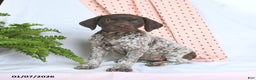 German Shorthaired Pointer dogs for sale: Asia - Ad 1