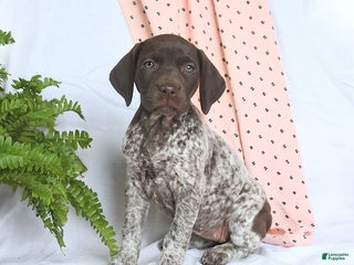 German Shorthaired Pointer dogs Asia - Ad 28