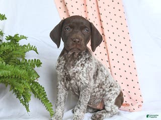 German Shorthaired Pointer dogs Asia - Ad 15