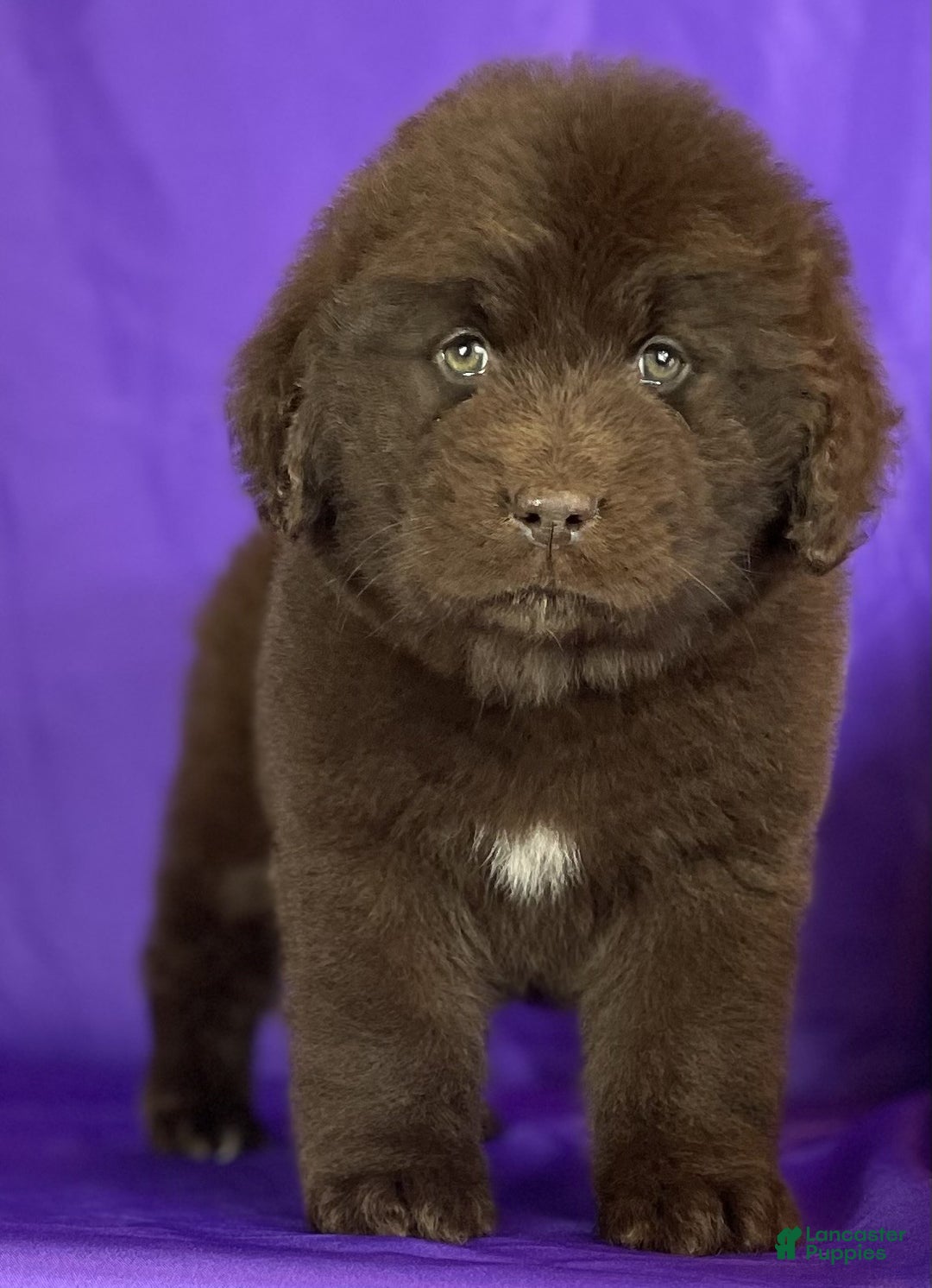 Newfoundland dogs for sale: Velvet - Ad 3