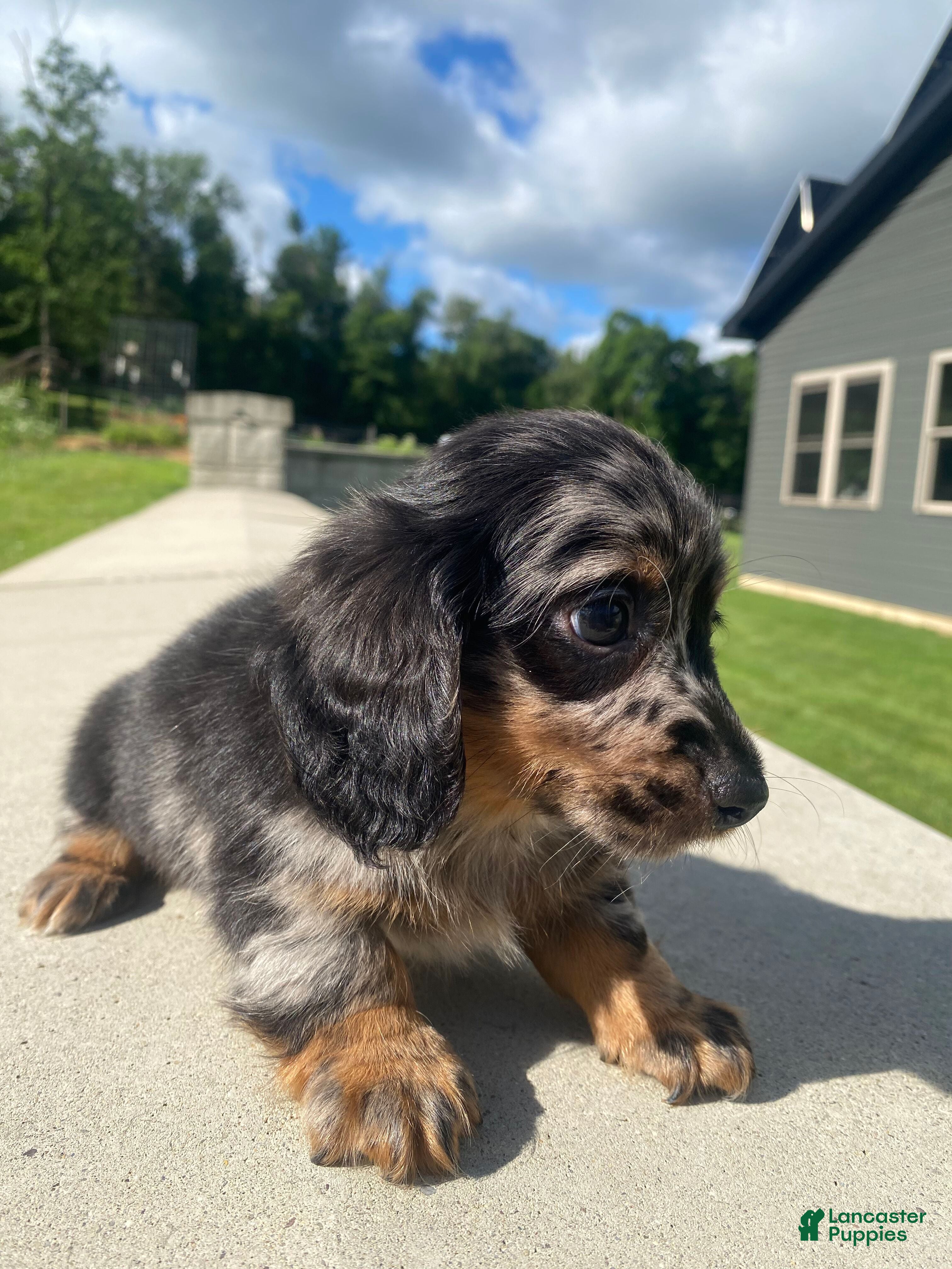 Miniature Dachshund dogs Toby - Ad 2
