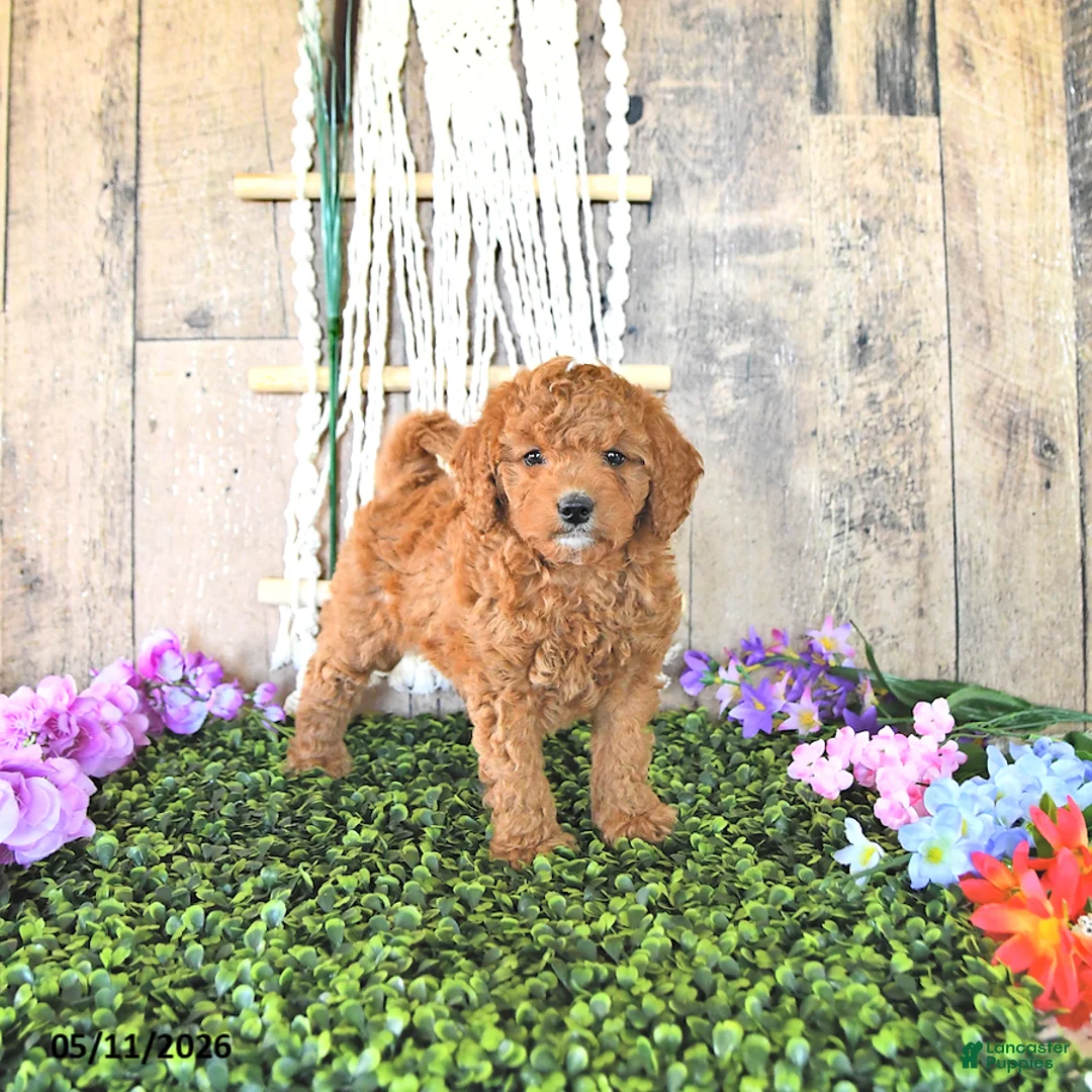 Mini Goldendoodle dogs for sale: Mr Centery - Ad 1